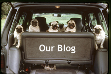 seven pugs looking out the back of a Dodge Caravan whose hatch is raised