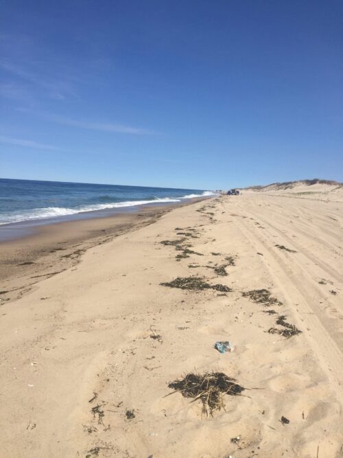 Empty sandy beach with ocean and dunes