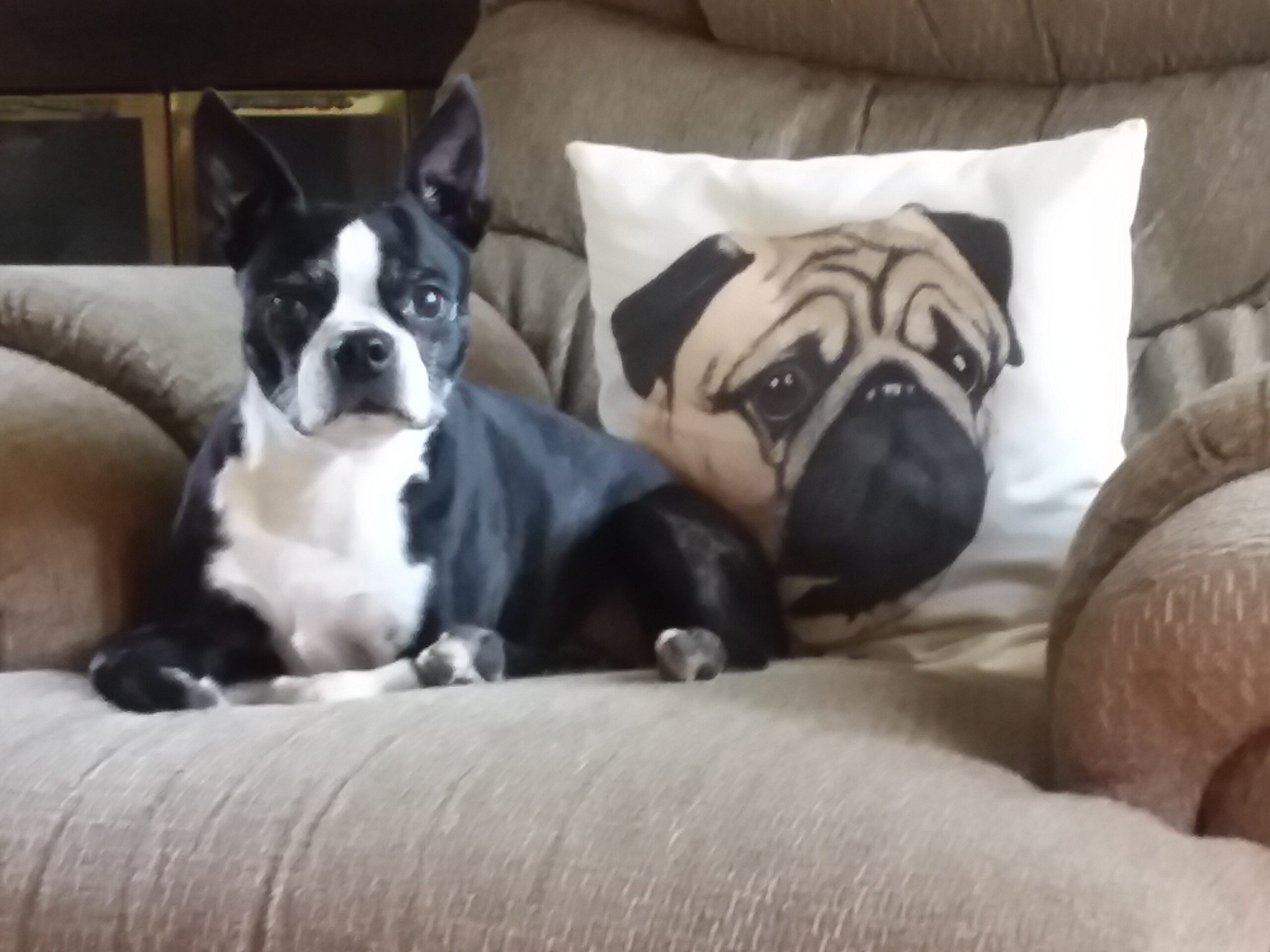 Black-and-white dog on couch with pug pillow