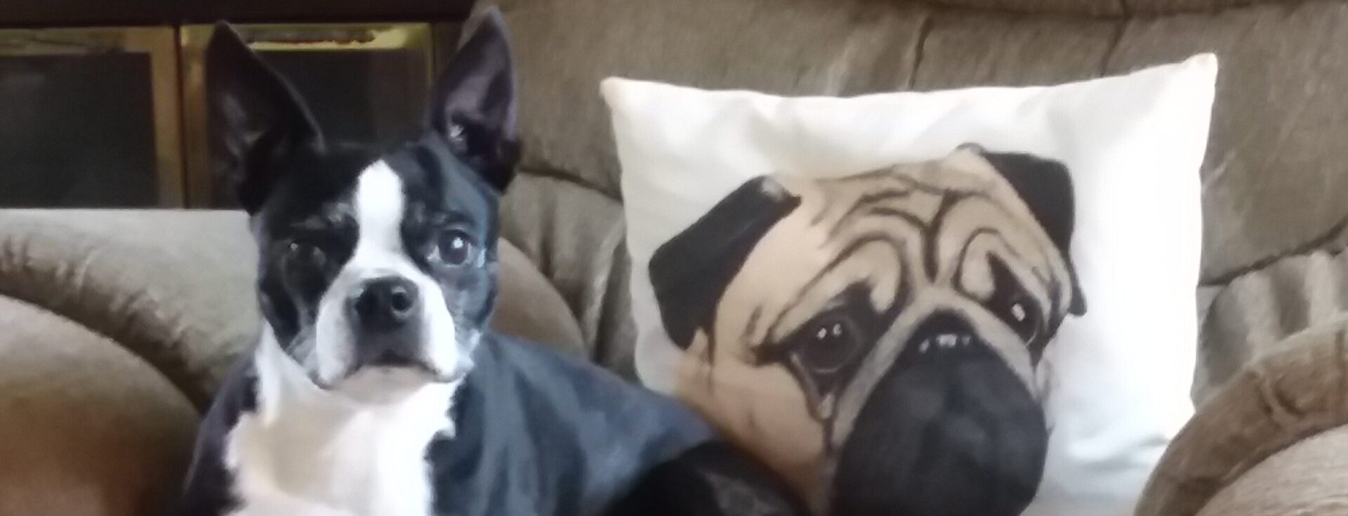 Boston Terrier on couch with pug pillow