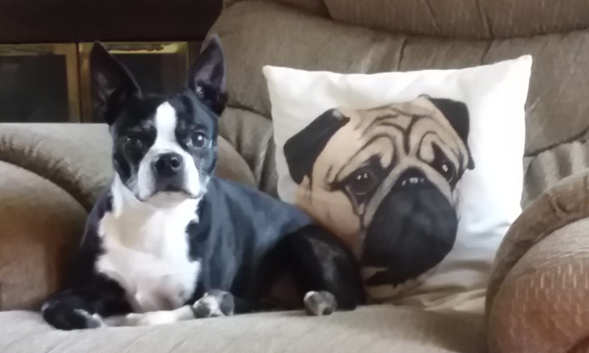 Black-and-white dog beside pug-print pillow