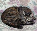 Brown tabby cat curled on floral cushion