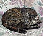 Tabby cat curled on floral-patterned blanket