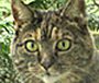 Close-up tabby cat face with green eyes