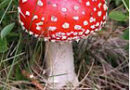 an image of an aminata muscaria mushroom