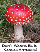 an image of an aminata muscaria mushroom