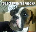 Shocked boxer dog meme with caption