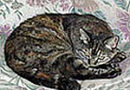 a tabby cat