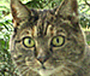 close up of the face of out tabby cat Chirp
