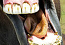 cluse up view of a horse's mouth, which is fairly open
