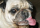 image of a pug dog