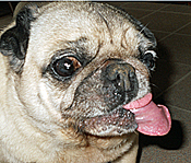 image of a pug dog