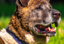 a beat-up looking dog, head shot only