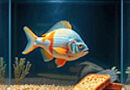 large goldfish in a fish tank with a piece of toast in it
