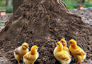 four chickens standing near a heaping pile of chicken merde