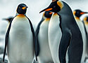 penguins