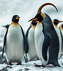 penguins