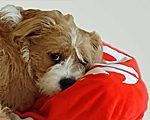 our dog Penny resting on a red pillow
