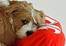 Our red-and-white shaggy dog Penny.
