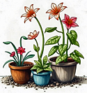 three plants in pots