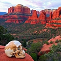 skull in foreground, sedona in background