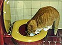 A red tabby and white cat perched on a toilet seat drinking out of the toilet.