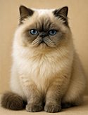 Cat breeds horoscopes illustration of a seal point Himalayan cat looking slightly annoyed.