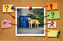 Neighborhood group chat bulletin board: dog photo near recycling bin surrounded by sticky notes, arrows, and a folder.